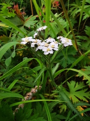 Achillea alpina camtschatica