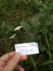 Convolvulus arvensis