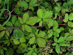 Rubus rubritinctus