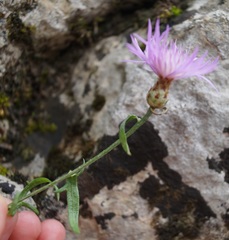 Centaurea caprina