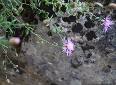 Centaurea caprina