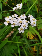 Achillea alpina camtschatica