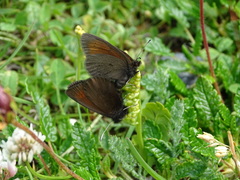 Erebia epiphron