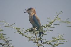 Coracias benghalensis