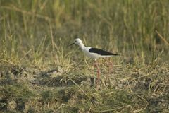 Himantopus himantopus