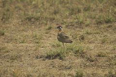 Cursorius coromandelicus