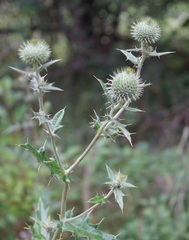 Cirsium laniflorum