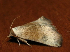 Mataeomera mesotaenia
