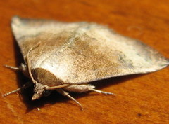 Mataeomera mesotaenia