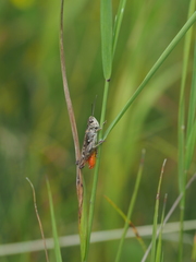 Omocestus haemorrhoidalis