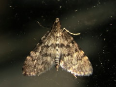 Voliba scoparialis