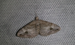 Alcis deversata