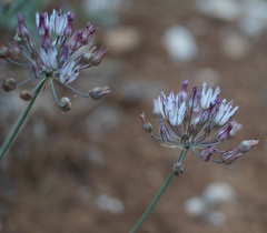 Allium moschatum