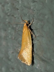 Telocharacta hemicroca