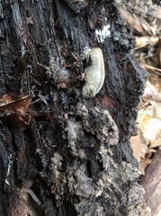 Arion circumscriptus