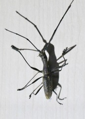 Gnoma longicollis