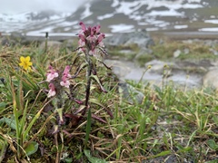 Pedicularis hirsuta
