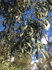 Nasutitermes walkeri