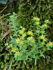 Sedum annuum