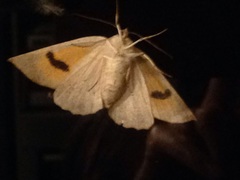 Mnesampela heliochrysa