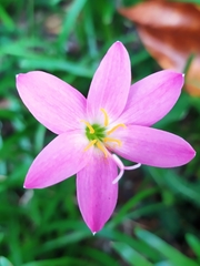 Zephyranthes rosea