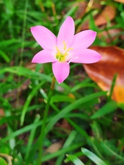 Zephyranthes rosea