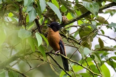 Heterophasia capistrata