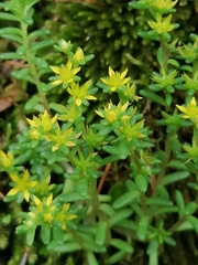 Sedum annuum