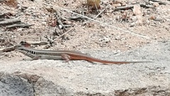 Trachylepis quinquetaeniata