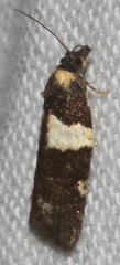 Dichelia cosmopis