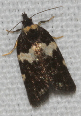 Dichelia cosmopis