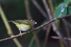 Phylloscopus castaniceps