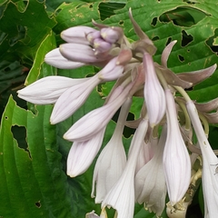 Hosta