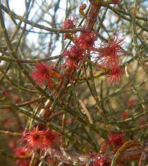 Allocasuarina muelleriana