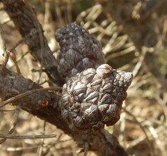Allocasuarina muelleriana