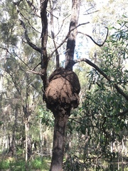 Nasutitermes walkeri