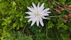 Scorzonera purpurea