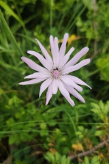 Scorzonera purpurea