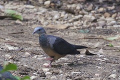 Columba pulchricollis