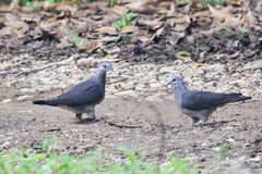 Columba pulchricollis