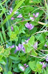 Rhinotropis californica