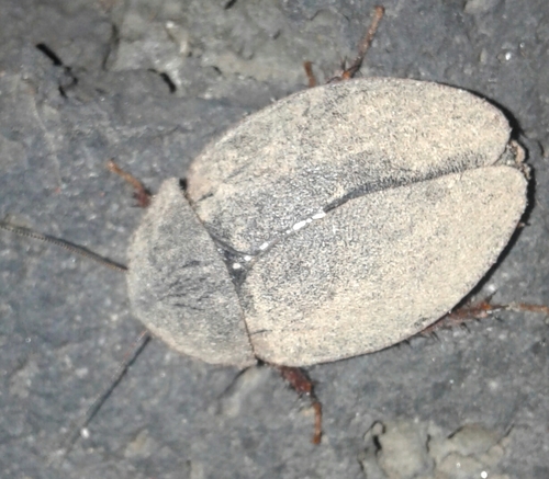 Homoeogamia mexicana
