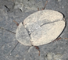 Homoeogamia mexicana