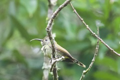 Aethopyga nipalensis