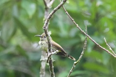 Aethopyga nipalensis