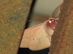 Monoctenia falernaria