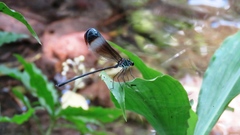 Psolodesmus mandarinus