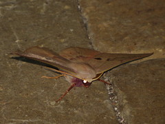 Monoctenia falernaria