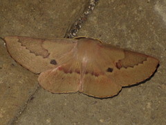 Monoctenia falernaria