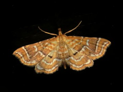Musotima ochropteralis